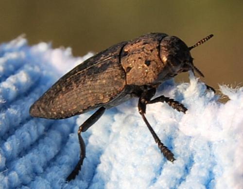 Capnodis tenebricosa