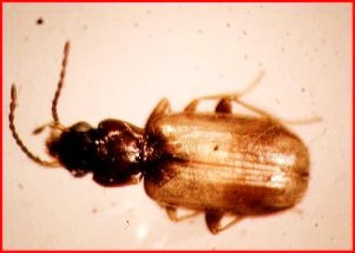 Réf. 54 327 : Tachys scutellaris