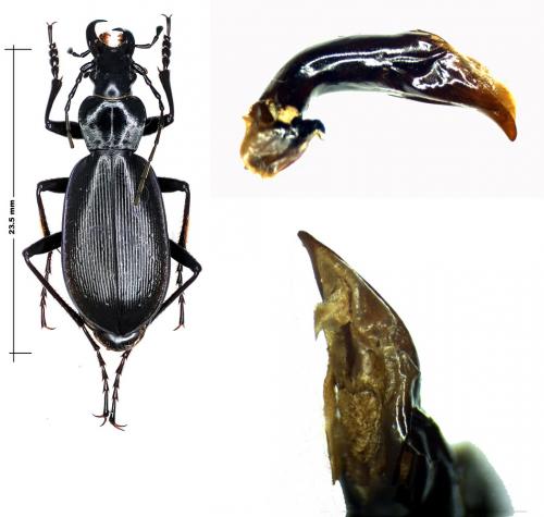 Réf. 54 403 : Carabus sp.