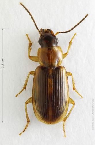 Réf. 54 849 : Acupalpus sp.