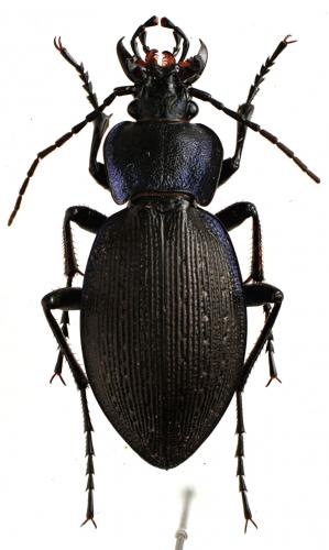 Réf. 54 925 : Carabus problematicus