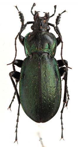 Carabus nemoralis
