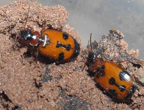 Réf. 54 528 : Lebia trimaculata