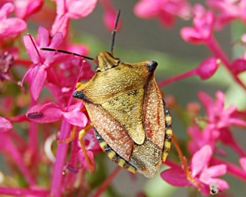 Carpocoris mediterraneus atlanticus