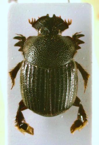 Réf. 54 793 : Stiptocnemis gilleti