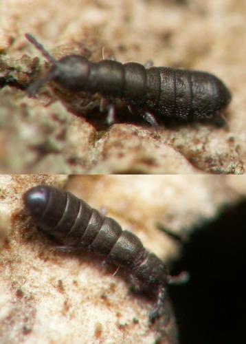 Anurophorus barroudensis