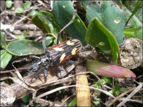 Rhagium bifasciatum