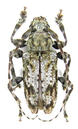 Réf. 54 779 : Aegomorphus modestus