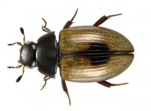 Cercyon unipunctatus