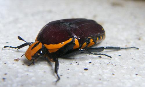 Réf. 54 062 : Euchroea episcopalis
