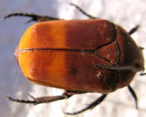 Réf. 54 474 : Pachnoda marginata peregrina