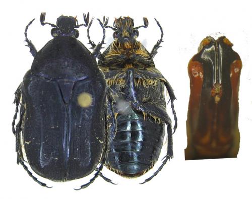 Cetonia asiatica