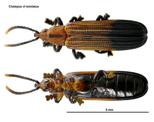 Réf. 54 256 : Cassidinae inconnu