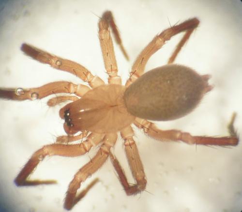 Cicurina cicur