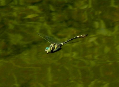 Macromia splendens