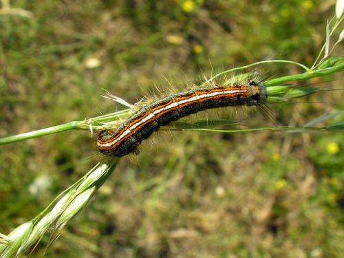 Malacosoma neustria