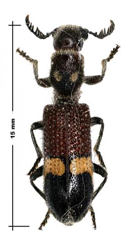 Diplocladus louvelii