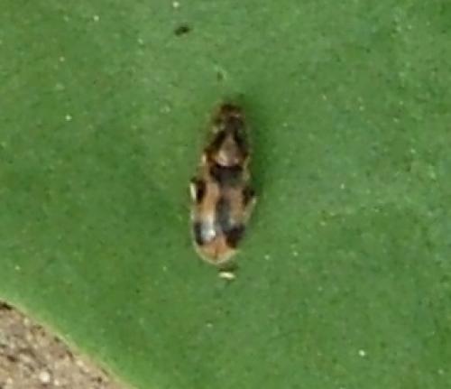 Réf. 54 002 : Notoxus sp.