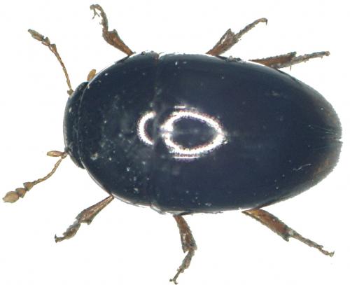 Réf. 54 930 : Olibrus stierlini