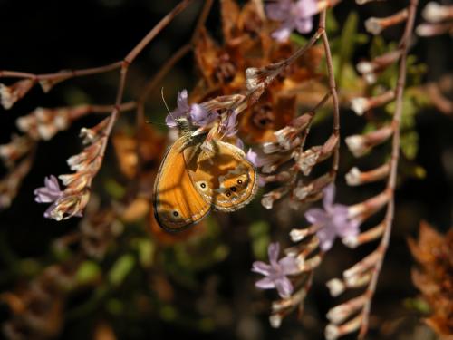 Coenonympha corinna