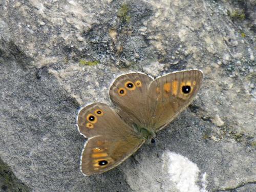 Lasiommata maera