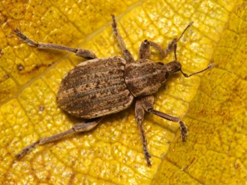 Réf. 54 173 : Brachypera zoilus