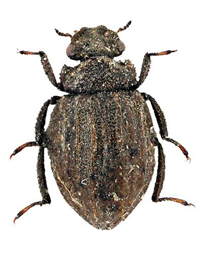 Spercheus senegalensis