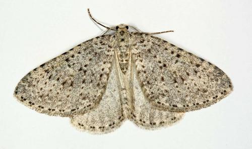 Réf. 54 382 : Colostygia multistrigaria