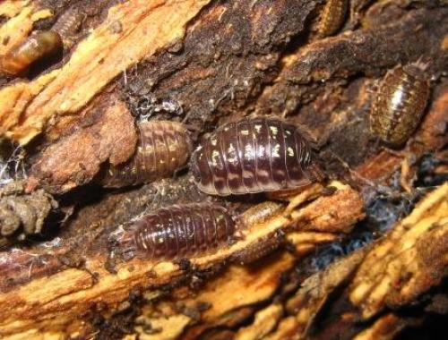 Réf. 54 204 : Oniscus asellus