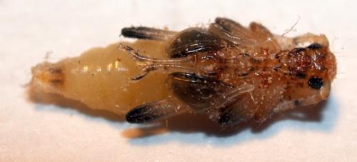 Réf. 54 385 : Grammoptera ruficornis