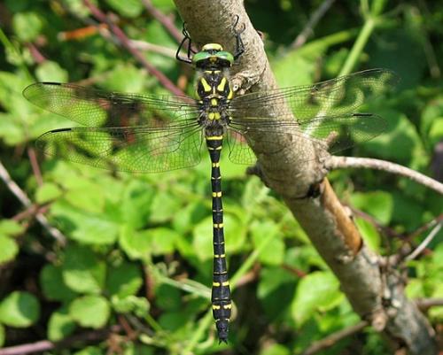 Cordulegaster boltonii