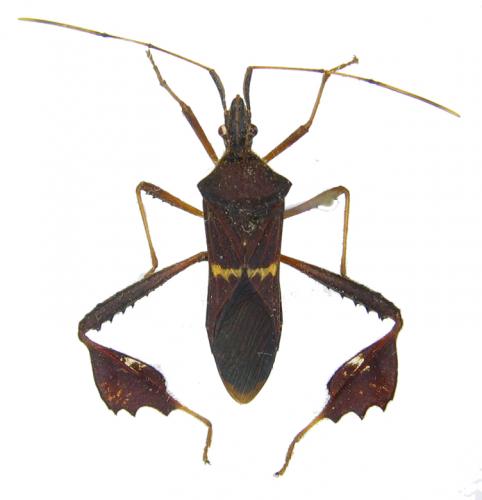Leptoglossus sp.