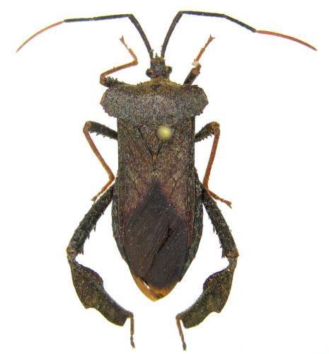 Acanthocephala alata