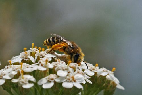 Colletes sp.