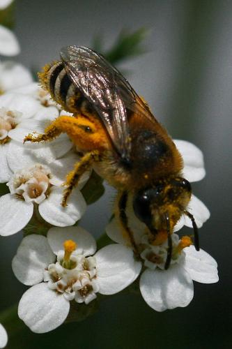 Colletes sp.