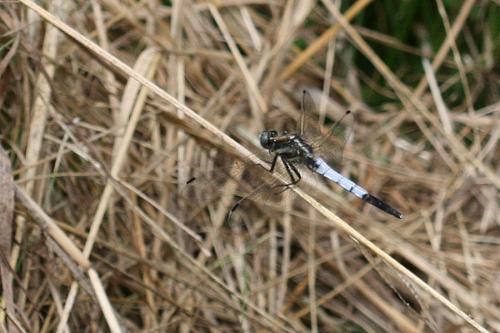 Réf. 54 074 : Orthetrum albistylum