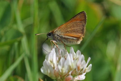 Thymelicus sylvestris