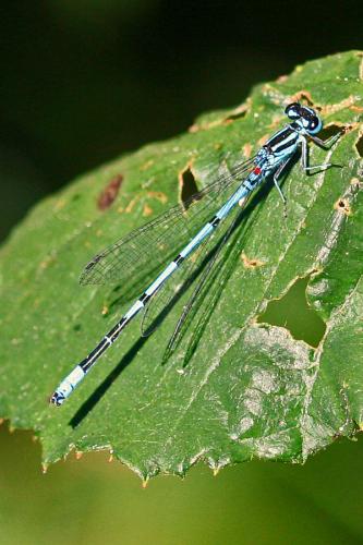 Réf. 54 694 : Coenagrion puella