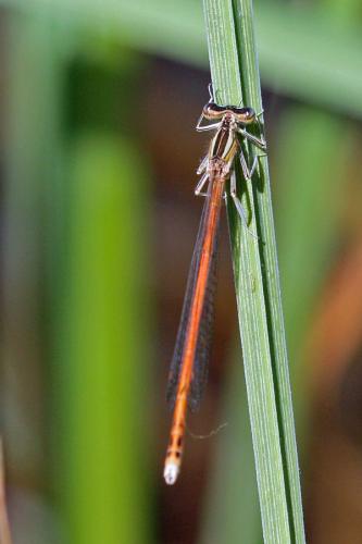 Réf. 54 041 : Platycnemis acutipennis