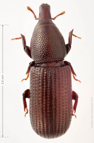Stereocorynes truncorum