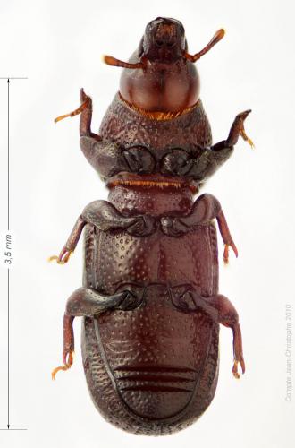 Stereocorynes truncorum