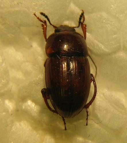 Leiodes cinnamomea