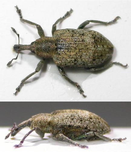 Réf. 54 013 : Hypera rumicis