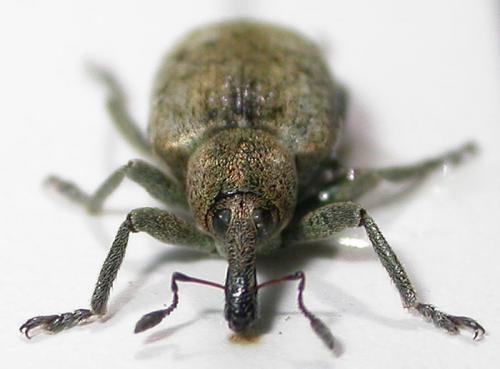 Réf. 54 012 : Hypera rumicis