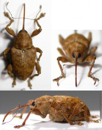 Réf. 54 039 : Curculio pellitus