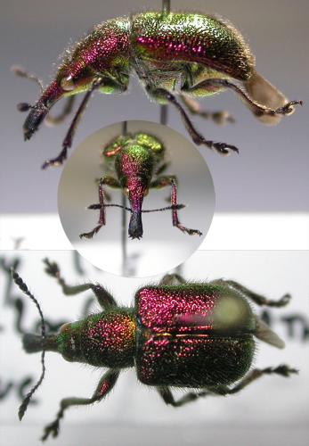 Réf. 54 078 : Rhynchites auratus