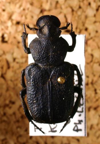 Laurentiana squamulipes