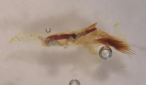 Conistra rubiginosa