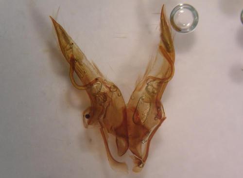 Conistra rubiginosa