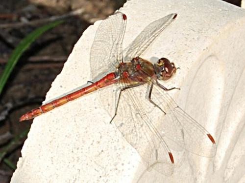 Sympetrum striolatum